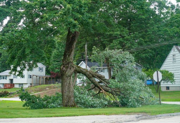 Trusted Meridian, ID Tree Care  Experts